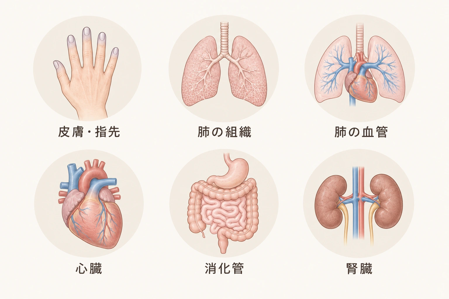 全身性強皮症で確認する皮膚、肺組織、肺血管、心臓、消化管、腎臓と診療科の連携を示す説明図。
